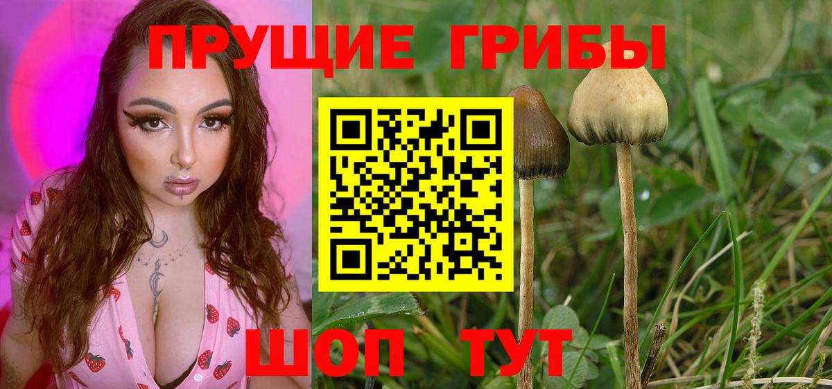 Галлюциногенные грибы мухоморы Курчатов